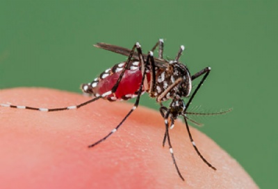 Santo Andr e Mau investigam bitos por suspeita de dengue Foto: http://www.medicinenet.com/dengue_fever/article.htm
