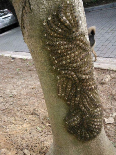 Contato com lagarta pode causar hemorragia e at matar? Imagem de lonomia obliqua que circula em grupos de WhatsApp (Foto: Reproduo/ WhatsApp) 
